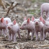 Le premier jour du procès de l'affaire de Hefenhofen (TG) a concerné la vente et revente de porcelets sous-développés ou malformés. Bouchers, deux coaccusés - père et fils - risquent une perine de prison avec sursis dans ce dossier (photo symboliq...